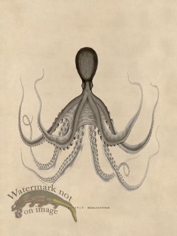 Octopus Tan 19
